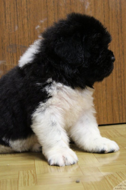 Фото: ньюфаундленд Энджелс Кипер Нибелунг (Angels Keeper Nibelung)