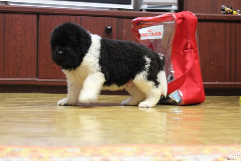 Фото: ньюфаундленд Энджелс Кипер Нибелунг (Angels Keeper Nibelung)