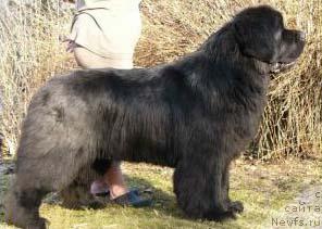 Фото: ньюфаундленд Goldbears Phoenix