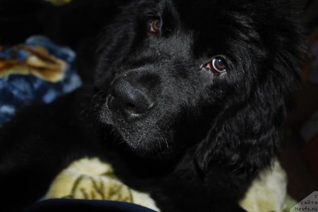 Фото: ньюфаундленд Смигар Империя Страсти