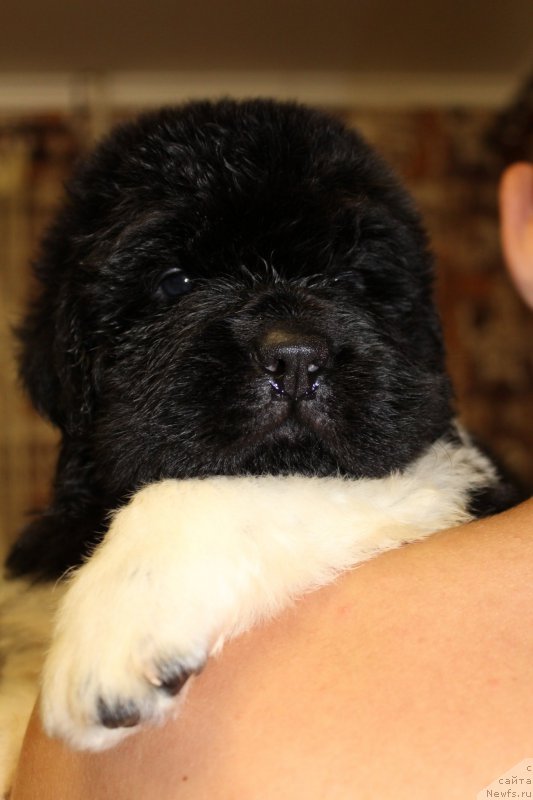 Фото: ньюфаундленд Энджелс Кипер Нибелунг (Angels Keeper Nibelung)