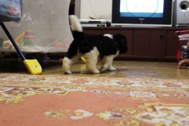 Фото: ньюфаундленд Энджелс Кипер Нибелунг (Angels Keeper Nibelung)