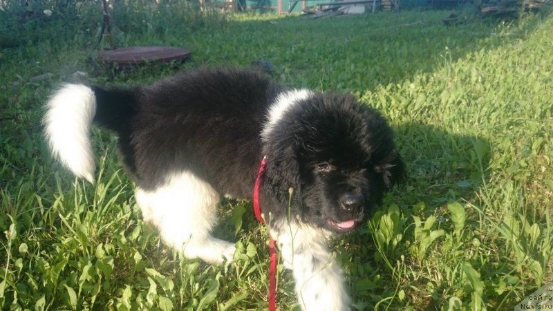 Фото: ньюфаундленд Энджелс Кипер Нибелунг (Angels Keeper Nibelung)