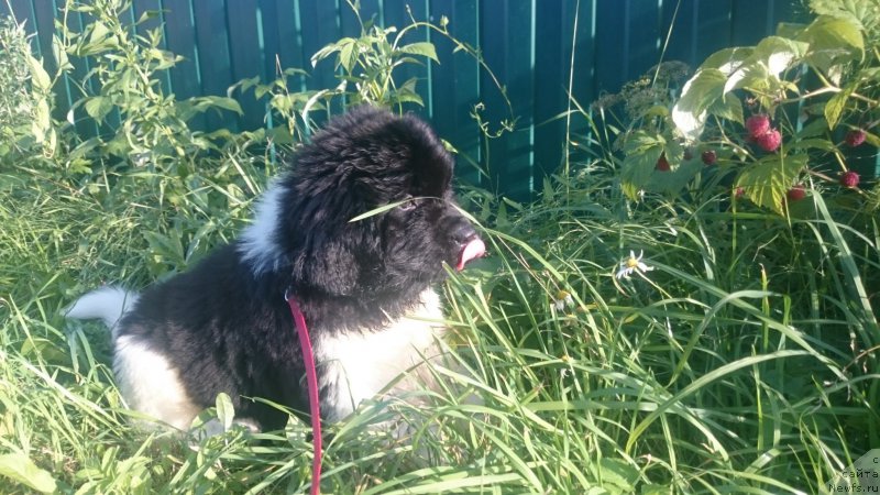 Фото: ньюфаундленд Энджелс Кипер Нибелунг (Angels Keeper Nibelung)