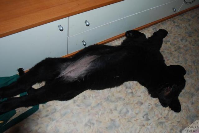 Фото: ньюфаундленд Смигар Империя Страсти