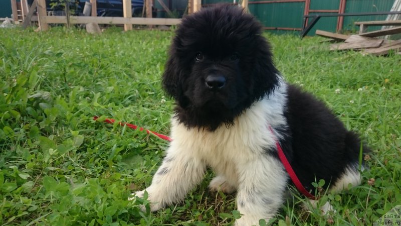 Фото: ньюфаундленд Энджелс Кипер Нибелунг (Angels Keeper Nibelung)