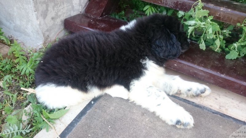 Фото: ньюфаундленд Энджелс Кипер Нибелунг (Angels Keeper Nibelung)