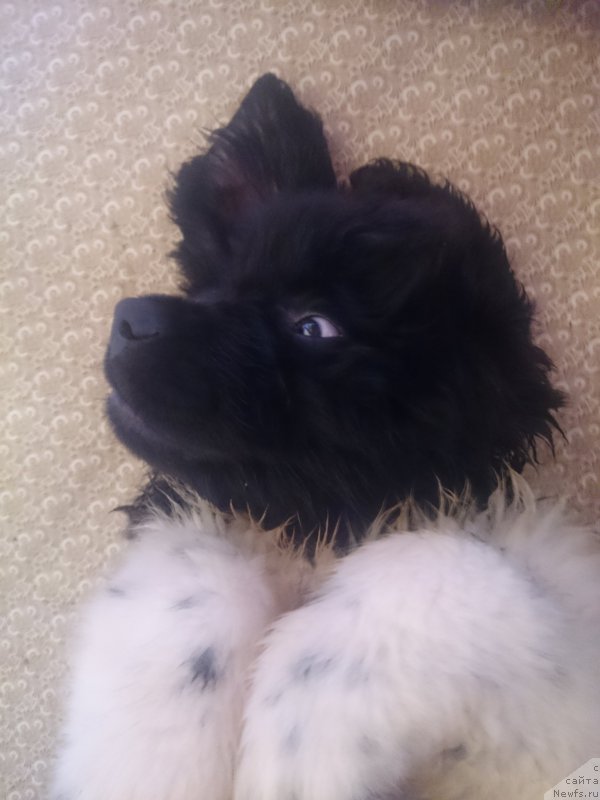 Фото: ньюфаундленд Энджелс Кипер Нибелунг (Angels Keeper Nibelung)