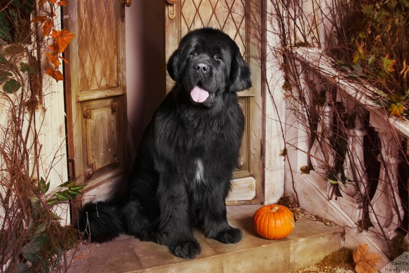 Фотография № 195839