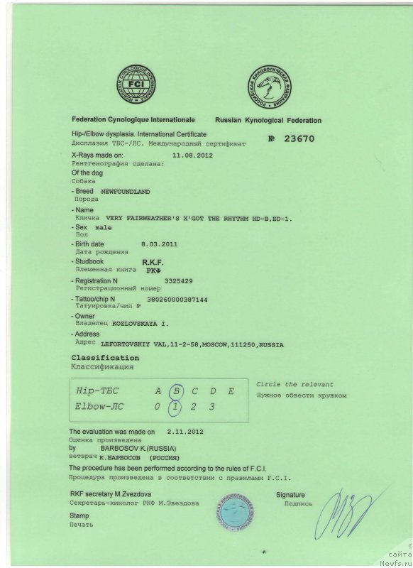 Фото: ньюфаундленд Very Fairweathers X'Got The Rhythm