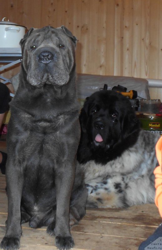 Фото: ньюфаундленд Сказочная Кроха Шарман