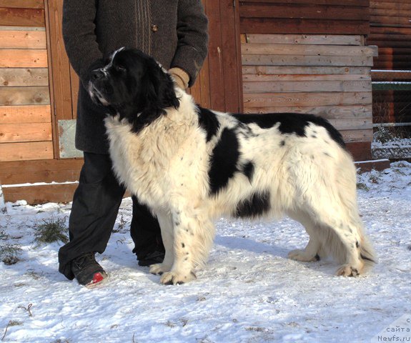 Фото: ньюфаундленд Маг Исполин Морская Жемчужина