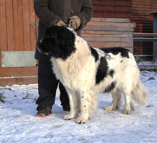 Фото: ньюфаундленд Маг Исполин Морская Жемчужина