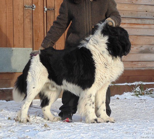 Фото: ньюфаундленд Степная Пальмира Единственный Мой