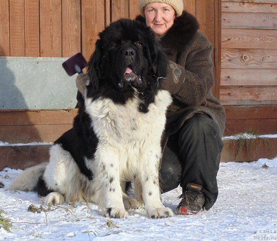 Фото: ньюфаундленд Степная Пальмира Единственный Мой
