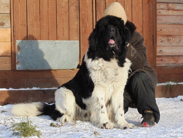 Фото: ньюфаундленд Степная Пальмира Единственный Мой