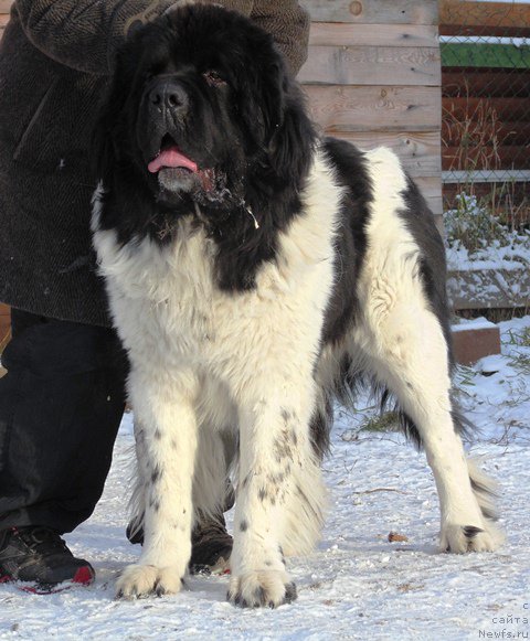 Фото: ньюфаундленд Степная Пальмира Единственный Мой