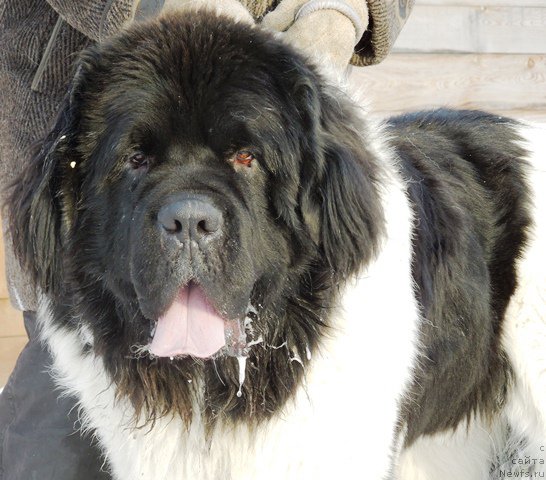 Фото: ньюфаундленд Степная Пальмира Единственный Мой