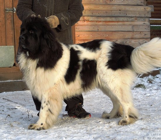 Фото: ньюфаундленд Супер Бизон Мелодия