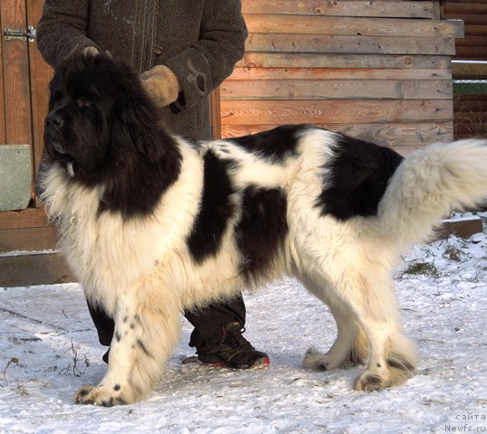 Фото: ньюфаундленд Супер Бизон Мелодия