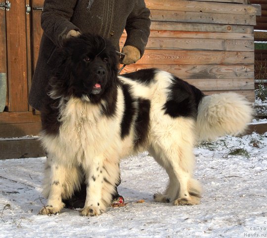Фото: ньюфаундленд Супер Бизон Мелодия