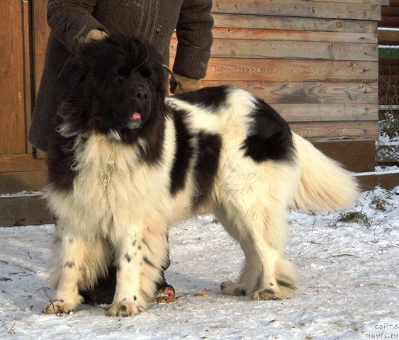 Фото: ньюфаундленд Супер Бизон Мелодия