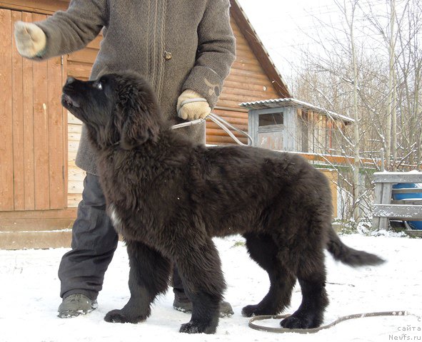 Фото: ньюфаундленд Супер Премиум Улар