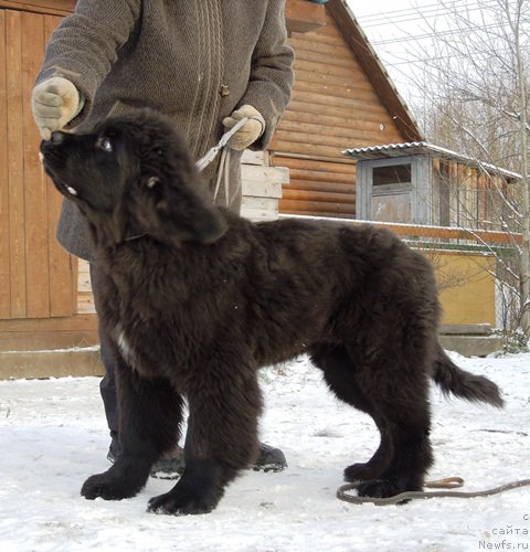 Фото: ньюфаундленд Супер Премиум Улар