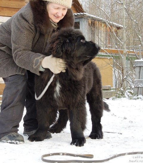 Фото: ньюфаундленд Супер Премиум Улар