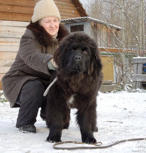 Фото: ньюфаундленд Супер Премиум Улар