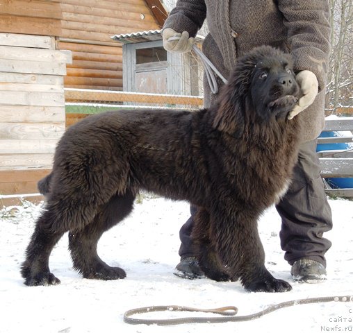 Фото: ньюфаундленд Супер Премиум Улар