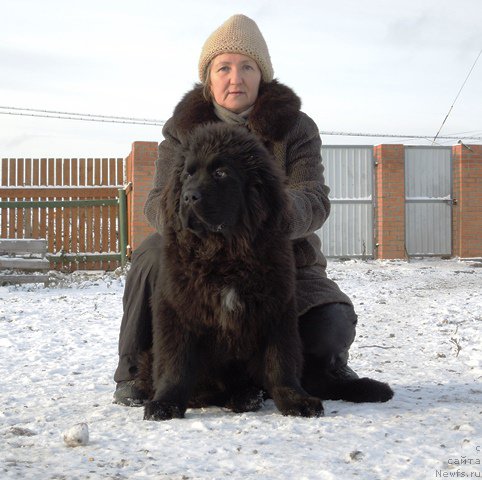 Фото: ньюфаундленд Супер Премиум Улар