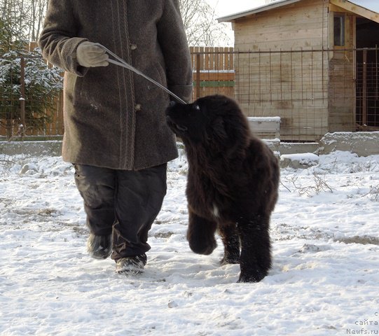 Фото: ньюфаундленд Супер Премиум Улар