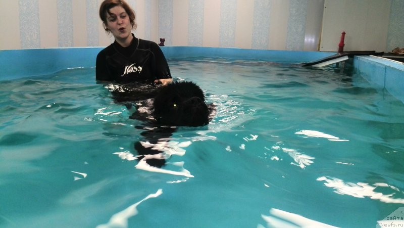 Фото: ньюфаундленд Белкондер-Клаб Я Бурбон