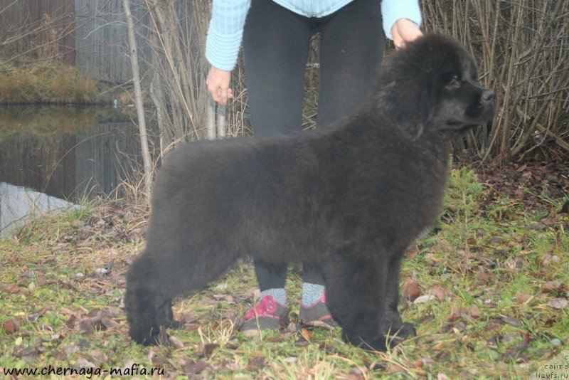 Фото: ньюфаундленд Черная Мафия Ангел Амонг Ус (Chernaya Mafia Аngel Among Us)