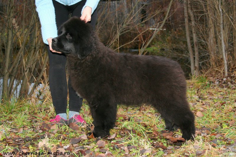 Фотография № 195894