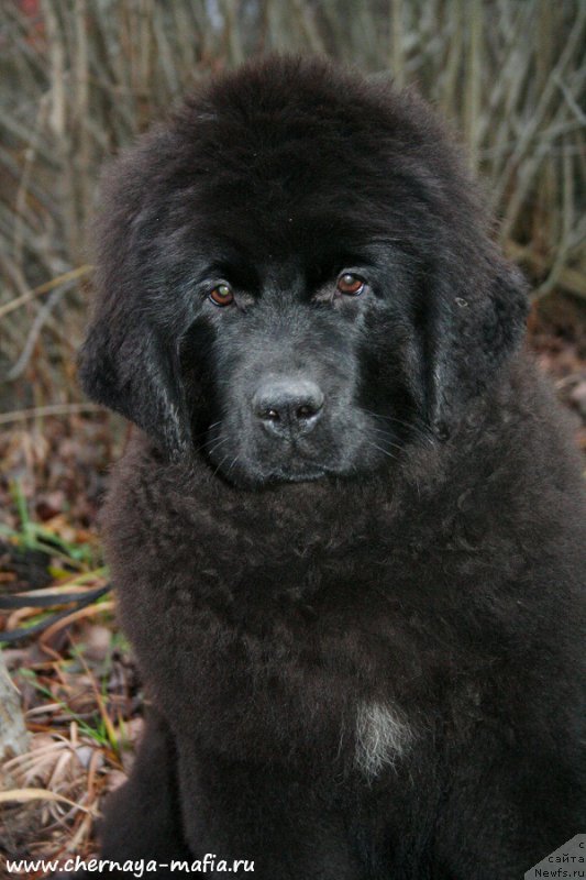 Фотография № 195895