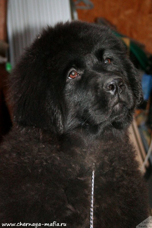 Фотография № 195897