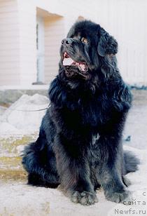 Фото: ньюфаундленд Великий Медведь Билавд Бай Олл (Velikiy Medved Beloved By All)