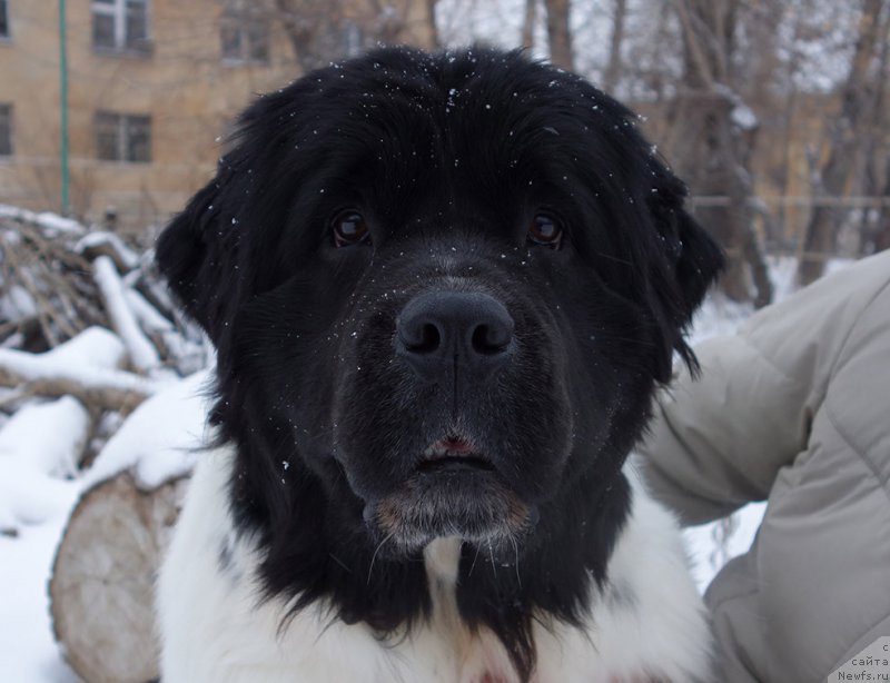 Фотография № 195904