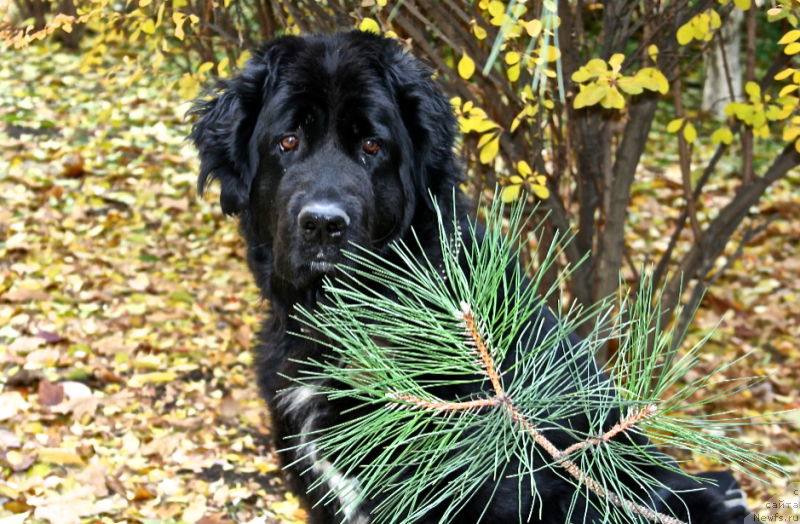 Фотография № 195912