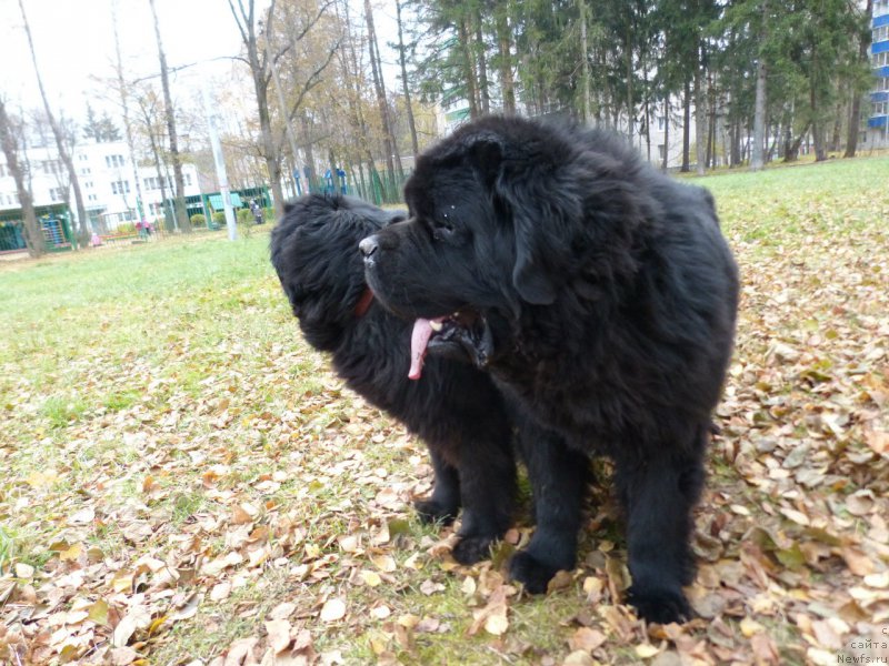 Фото: ньюфаундленд Старди Коллекшн Виконт (Stardi Collection Vikont)