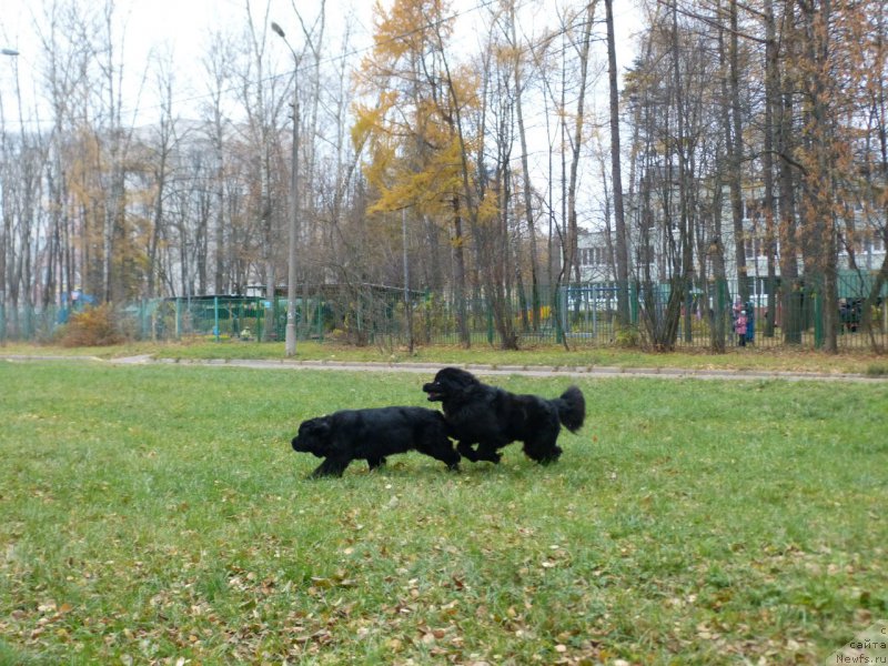 Фото: ньюфаундленд Старди Коллекшн Виконт (Stardi Collection Vikont), ньюфаундленд Ариадна Вейк (Ariadna Veik)