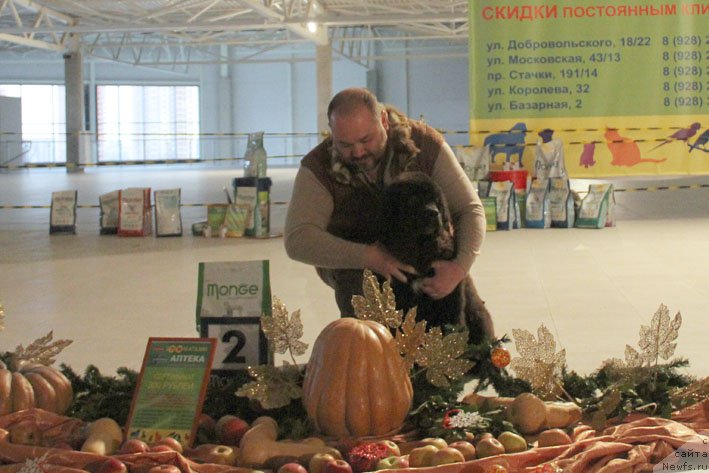 Фото: ньюфаундленд Жерар с Берега Дона (Zherar s Berega Dona)