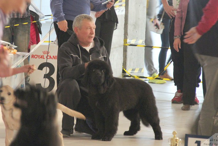 Фото: ньюфаундленд Жоржетта с Берега Дона (Zhorzhetta s Berega Dona)