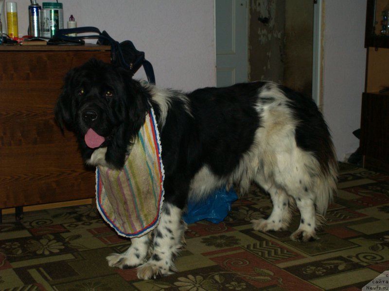 Фотография № 195939