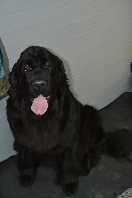 Фотография № 195949