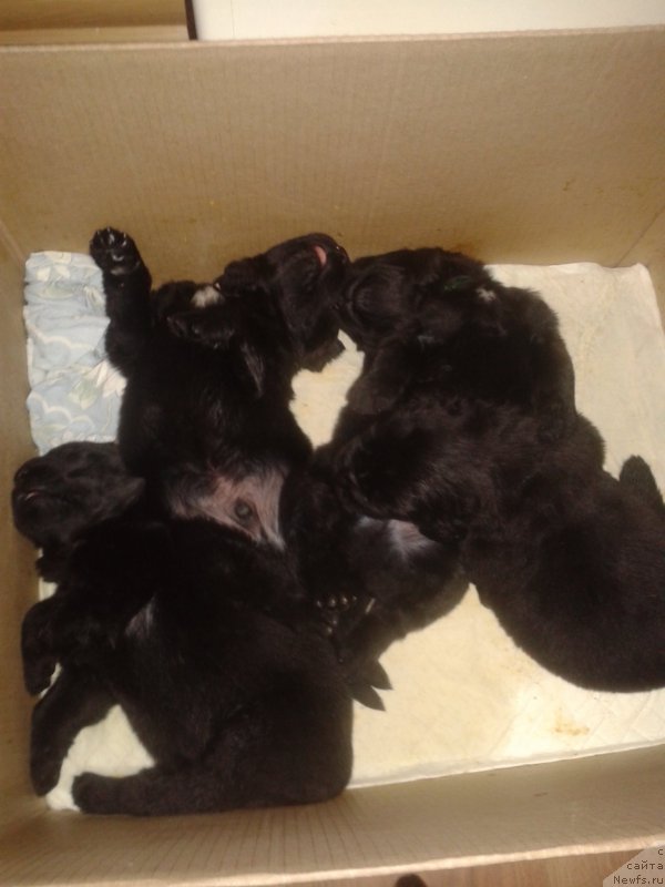 Фото: Елена Зурахова, ньюфаундленд Калина Красная из Антаграда