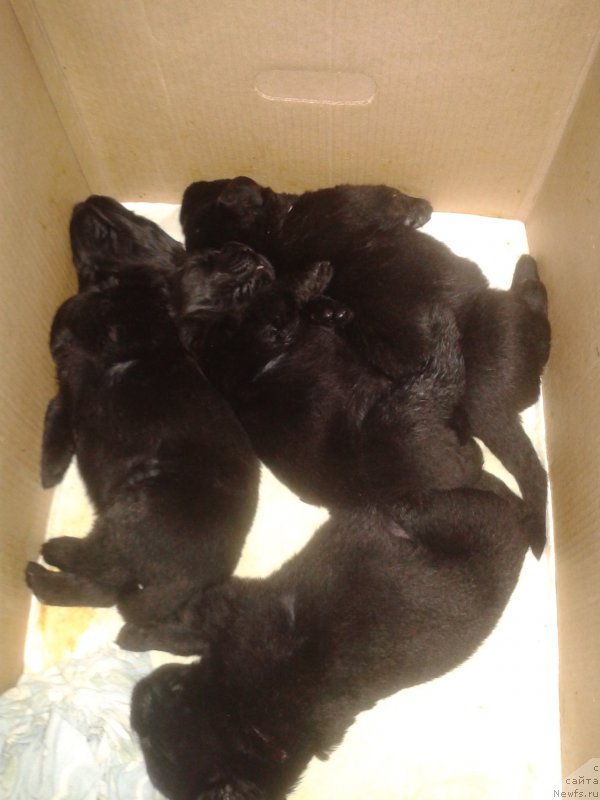 Фото: Елена Зурахова, ньюфаундленд Калина Красная из Антаграда