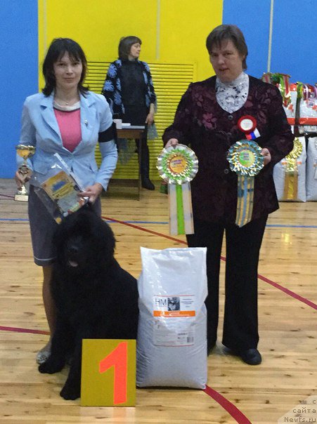 Фото: ньюфаундленд Смигар Юликс Солнечный, Людмила Кудрявцева